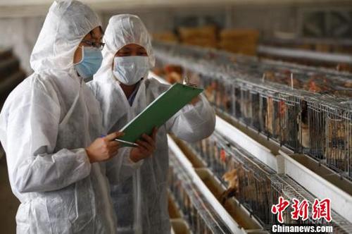 中國僑網(wǎng)香港回歸20年,廣東堅(jiān)持保障供港食品農(nóng)產(chǎn)品安全優(yōu)質(zhì)順暢供應(yīng),。資料圖