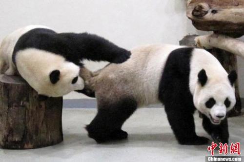 中國僑網(wǎng)資料圖:大陸贈(zèng)臺(tái)大熊貓“團(tuán)團(tuán)”,、“圓圓”,。臺(tái)北市立動(dòng)物園供圖