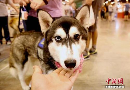 中國僑網(wǎng)資料圖:寵物狗