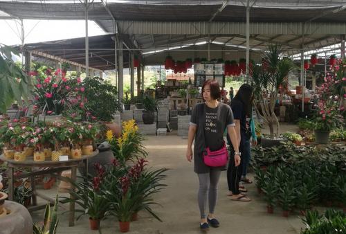 中國僑網(wǎng)應(yīng)節(jié)的年花,、年樹已開始面市,,市民紛紛開始選購,買氣漸熱,。(馬來西亞《星洲日報(bào)》)