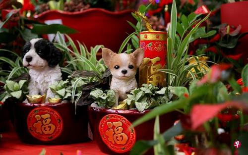 中國僑網(wǎng)業(yè)者推出“聚寶盆”園藝盆景,,適合擺設與送禮。(新加坡《聯(lián)合早報》/嚴宣融 攝)