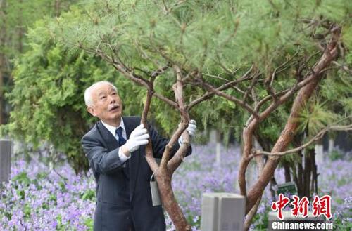 中國(guó)僑網(wǎng)在和平廣場(chǎng)西南角的紫金草花園里,,秋本芳昭為團(tuán)員們?cè)?jīng)種植的千頭松修剪枝葉,?!〔堂梨谩z