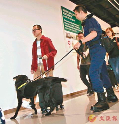 中國僑網香港海關新增4只拉布拉多鈔票搜查犬。圖片來源:香港《文匯報》 記者彭子文/攝