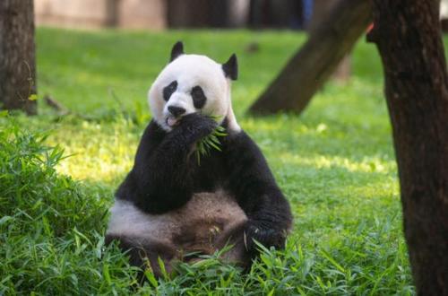 中國(guó)僑網(wǎng)華盛頓國(guó)家動(dòng)物園宣布,,今年大熊貓美香不會(huì)生新寶寶,熱愛熊貓的網(wǎng)友紛紛表示理解美香,,祝愿她好好享受自己的黃金年華,。(美國(guó)《世界日?qǐng)?bào)》)