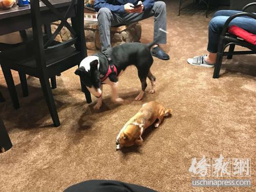 中國僑網(wǎng)通過“動(dòng)物旅館”譚小姐可以結(jié)識(shí)更多的寵物朋友,。(美國《僑報(bào)》/聶達(dá) 攝)