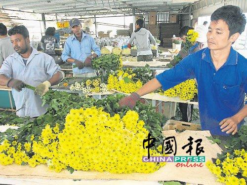 中國僑網(wǎng)金馬侖有60%至70%的外勞,為熟練員工。(馬來西亞《中國報(bào)》檔案照)