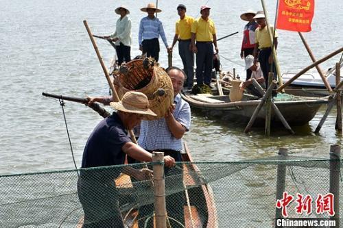 中國僑網資料圖:蟹農捕大閘蟹場景,。王思哲 攝