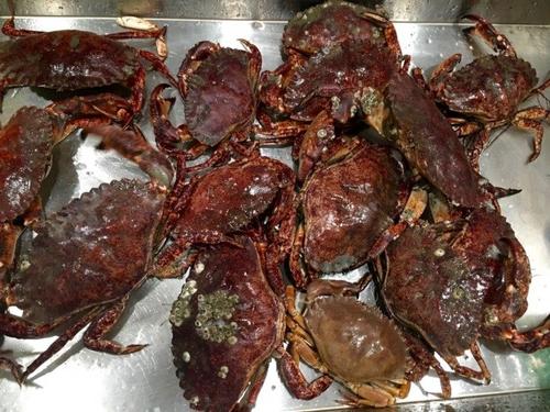中國僑網(wǎng)舊金山碼頭抓到Red Rock Crab,。(美國《世界日報》/李晗 攝)