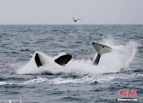 中國僑網(wǎng)資料圖:日本北海道羅臼附近海域,,游客乘船出海觀鯨,。