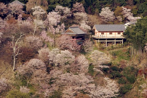 (日本新華僑報網(wǎng))