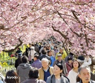 中國僑網(wǎng)今年的河津櫻,。攝于2月15日,,靜岡縣河津町。(日經(jīng)中文網(wǎng))