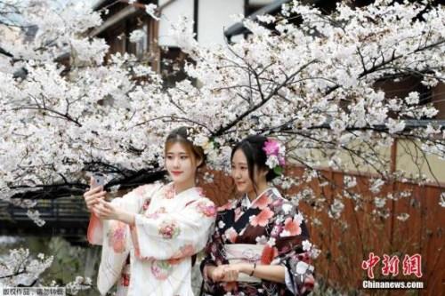 中國(guó)僑網(wǎng)資料圖:日本京都櫻花盛放,,民眾身著和服賞櫻,。