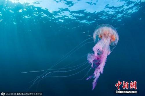 中國僑網(wǎng)資料圖:水母,。圖片來源:CFP視覺中國