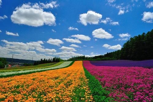 中國(guó)僑網(wǎng)北海道富田農(nóng)場(chǎng)。