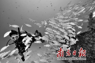 中國僑網(wǎng)毛里求斯藍(lán)灣潛水,。(南方日報)