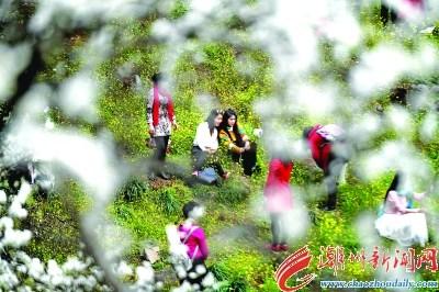 中國僑網(wǎng)2月25日,,游客在廣西融安縣東起鄉(xiāng)崖腳村銅板屯賞花游玩,。廣西融安縣東起鄉(xiāng)崖腳村銅板屯500畝李樹正花開如雪,吸引眾多游客前來踏春,。
