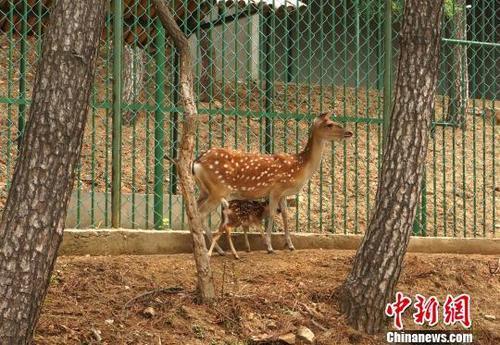 中國僑網(wǎng)資料圖:鹿媽媽和鹿寶寶,。