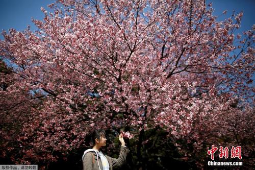 中國僑網(wǎng)資料圖:一名游客在東京新宿御苑公園內(nèi)欣賞櫻花。