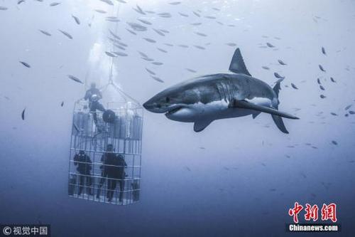 中國僑網(wǎng)資料圖:鯊魚,。 圖片來源:視覺中國