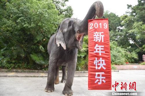 中國(guó)僑網(wǎng)憨態(tài)可掬的大象舉起“2019新年快樂(lè)”喜慶條幅 李木生 攝