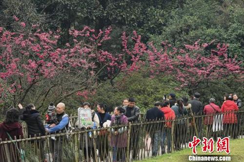中國(guó)僑網(wǎng)圖為市民在重慶花卉園賞花游玩,?!≈芤恪z