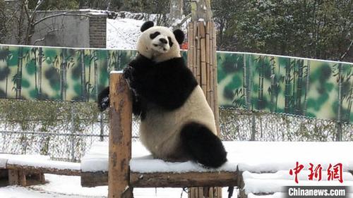 中國僑網(wǎng)2月16日,,南京降雪,,大熊貓“團(tuán)子”在雪中玩耍?!茄z