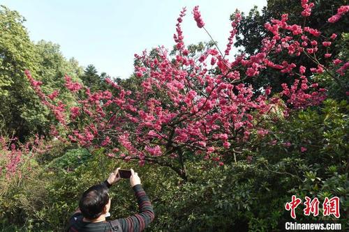 中國(guó)僑網(wǎng)圖為重慶花卉園鮮花盛開吸引市民駐足拍照,?!≈芤恪z