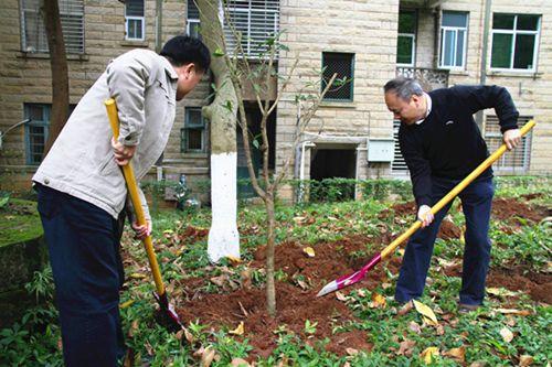 中國(guó)僑網(wǎng)曾路,、許思政等一起栽植桂花樹
