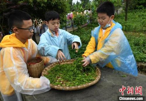 中國僑網(wǎng)圖為兩岸青少年重慶感受中國茶文化,。周毅 攝
