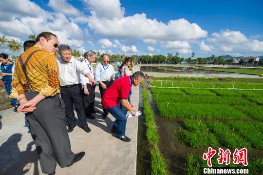 華文媒體參訪國家雜交水稻工程技術研究中心暨湖南雜交水稻研究中心三亞雜交水稻育種及南繁試驗基地,。 駱云飛 攝