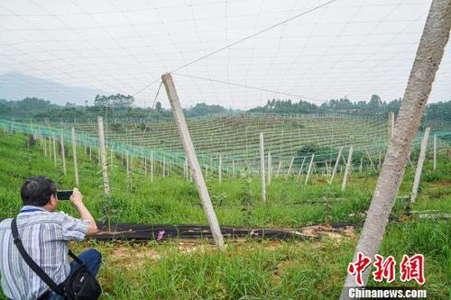 中國(guó)僑網(wǎng)資料圖:一名海外華文媒體記者在拍攝羅漢果種植基地,?!£惞谘?攝