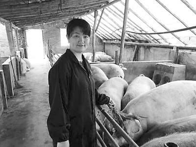 中國(guó)僑網(wǎng) 趙林飛正在喂食生豬,。(《吉林日?qǐng)?bào)》/陳沫 攝)