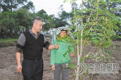 中國(guó)僑網(wǎng)梁國(guó)泮(左)與農(nóng)戶一起查看辣木生長(zhǎng)情況,。(《江門日?qǐng)?bào)》)