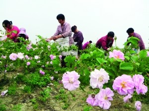 中國僑網(wǎng)工人在花田里采摘玫瑰,。(《現(xiàn)代快報(bào)》/薛晟 攝)