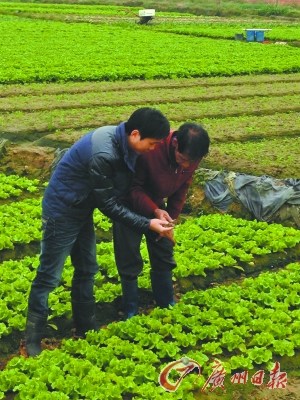 陳堅(jiān)勝(左)學(xué)的是工商管理,但現(xiàn)在他已是半個(gè)“農(nóng)業(yè)專家”了,。