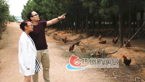 周晶和男友李力超在農(nóng)業(yè)生態(tài)園查看“上樹雞”的生長情況,。