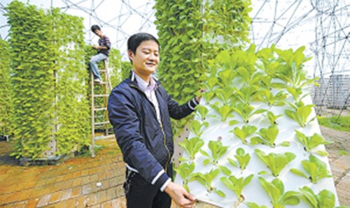 觀察蔬菜長勢