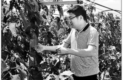 師鵬飛在他的葡萄園里,。陳慧攝