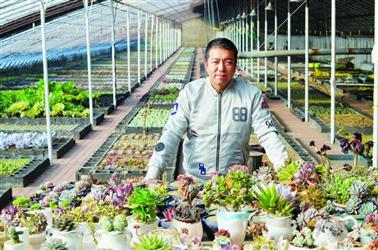 中國僑網(wǎng)劉曉馳和他心愛的多肉植物,。 本報(bào)記者/陶陽 攝