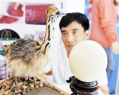 中國僑網(wǎng)圖② 鴕鳥標(biāo)本引人注目,。尉遲健平攝
