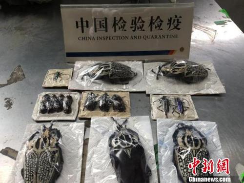 中國僑網(wǎng)此次被查獲的19只昆蟲標本,。 浙江出入境檢驗檢疫局供圖 攝