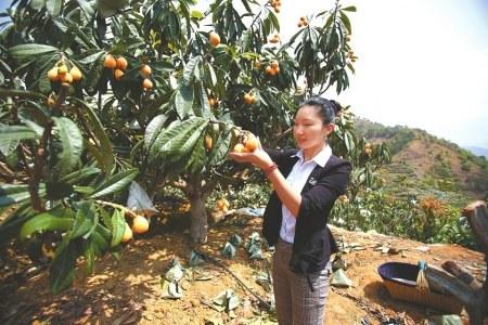 中國僑網(wǎng)李從茜忙著采摘枇杷。