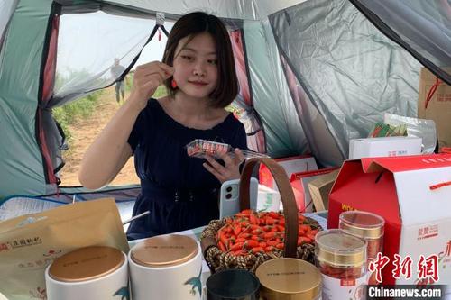 中國僑網(wǎng)枸杞豐收季,,“網(wǎng)紅”在枸杞地里直播,帶貨銷售枸杞鮮果,?!±钆迳骸z