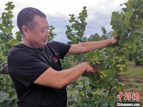 中國(guó)僑網(wǎng)顆粒飽滿的大榛子掛滿樹枝,?!〗x 攝