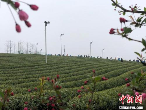 中國僑網(wǎng)嵊州茶葉基地?!№椵肌z