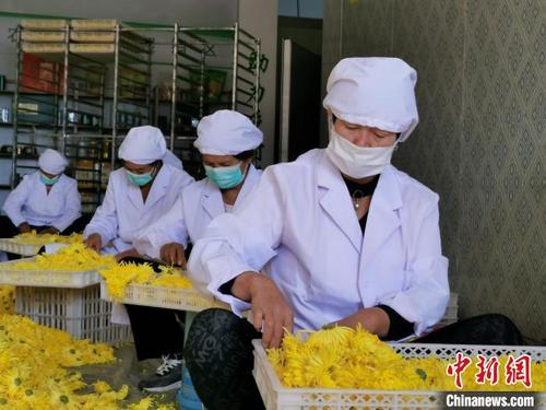 中國僑網(wǎng)靄里村發(fā)展菊花種植產(chǎn)業(yè),,增加村集體經(jīng)濟(jì),帶動(dòng)村民致富,?!垙?qiáng) 攝