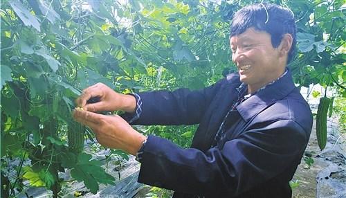 中國僑網(wǎng)西藏珠峰農(nóng)業(yè)科技發(fā)展有限責(zé)任公司員工旺久正在給苦瓜進行人工授粉。(《經(jīng)濟日報》/記者賀建明 攝)