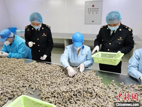 中國僑網(wǎng)圖為海關(guān)關(guān)員赴企業(yè)對出口三七進行監(jiān)管 合丹妮 攝