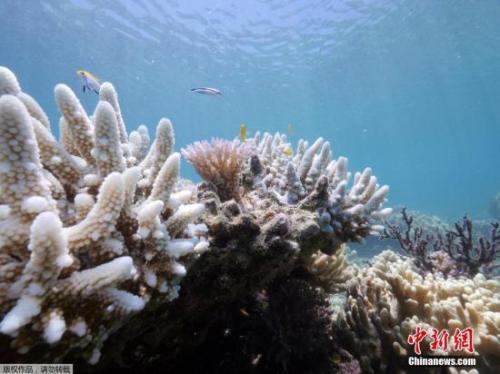 中國僑網資料圖:當地時間3月1日,,位于澳大利亞昆士蘭蜥蜴島的研究站發(fā)布了大堡礁珊瑚加速白化的照片,。