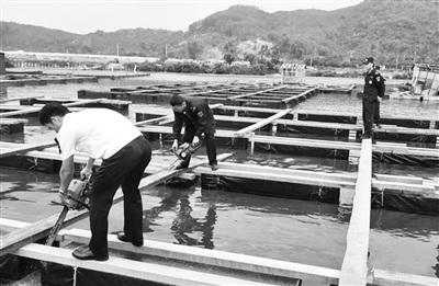 中國僑網(wǎng)執(zhí)法隊(duì)伍及時(shí)對這些違規(guī)搶建的漁排點(diǎn)進(jìn)行切斷拆除,。
